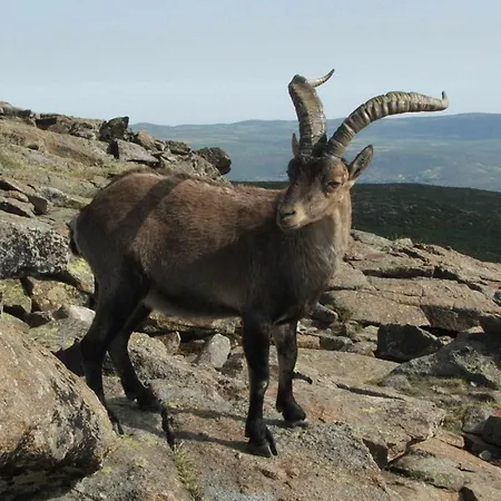 Appartement El Nido De Gredos Cuco Con Chimenea